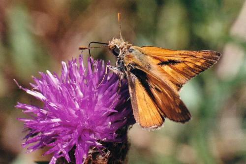 Ochlodes sylvanus